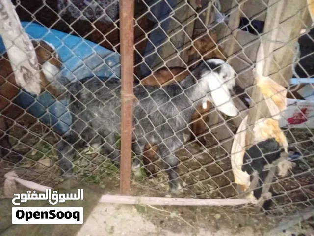 سخله وجديان