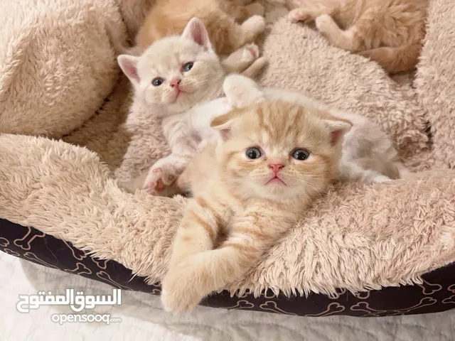 للبيع كيتن اسكاتش فولدد إيرز