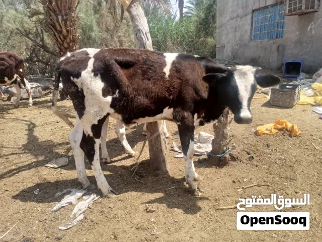 عجول البيع اسعار مناسبه