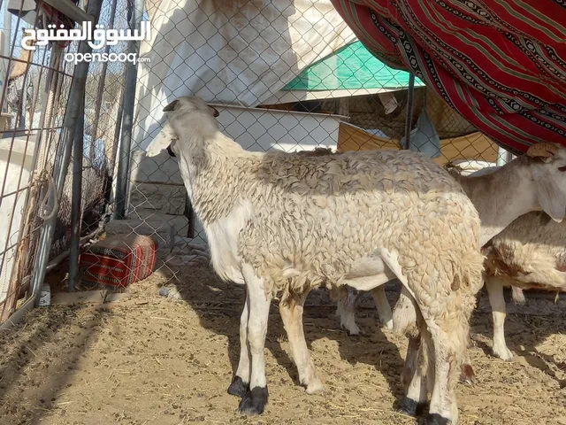 خرفان سواكني للبيع شي فاخر من الآخر الي يبغى فحل او ذبائح