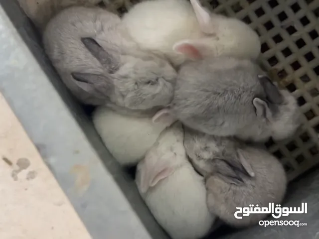 ارانب سلالات للتربية ومنتجه شرط