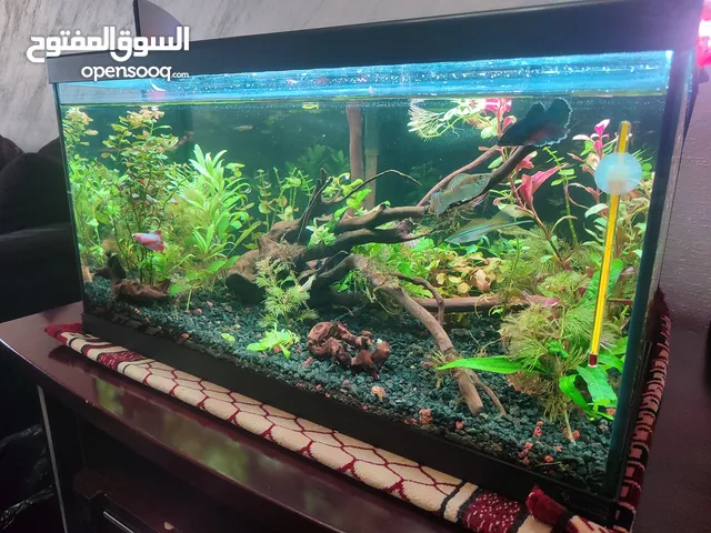 حوض نباتات اجنبي كريستال اكوائيل تحفه فنيه