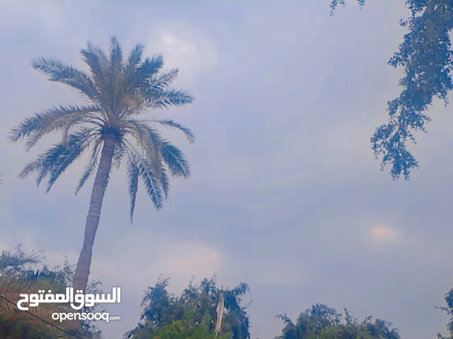 Farm Land for Sale in Najaf Abu Sakhair