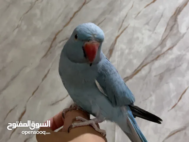 ذكر دره اليف ومتكلم