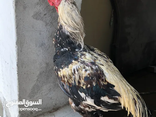 طير ميوالي افرد