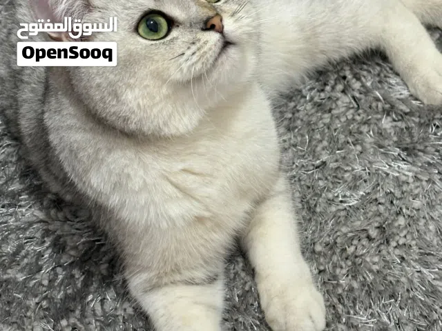 للبيع قطه خاليه من الامراض بصحه جيده