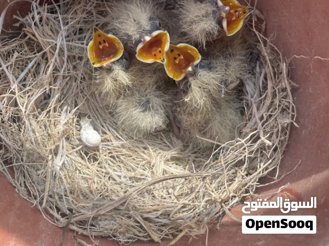 فروخ قوبع عس