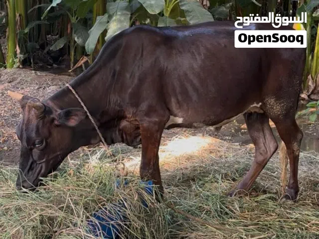 بقره نمساويه عشار