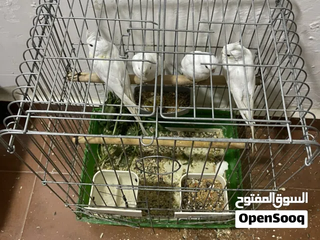 كوكتيل الببينو عيون حمراء فراخ عدد 4 وجوز كوكتيل للبيع شغال ملون