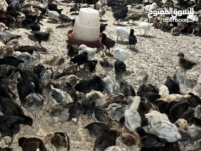 صوص بلدي للبيع جميع الاعمار