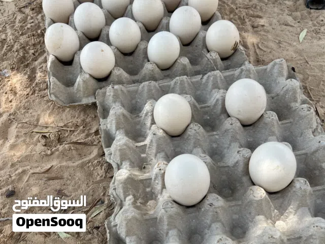 بيض طاوس مخصب وجديد للبيع،،