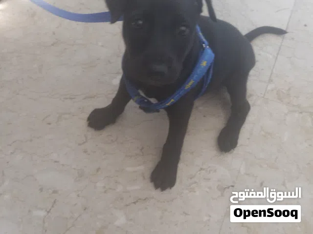 ابرادور صغير للبيع