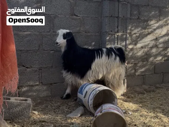 البيع تيس مخصاي