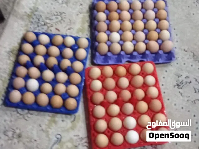 بيض عضوي حجم ممتاز تجميع يومي للبيع