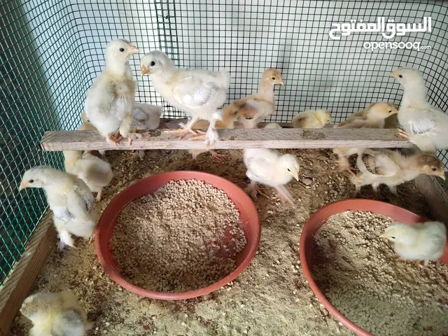 Barahma Chicks for sale 35AED Per chick