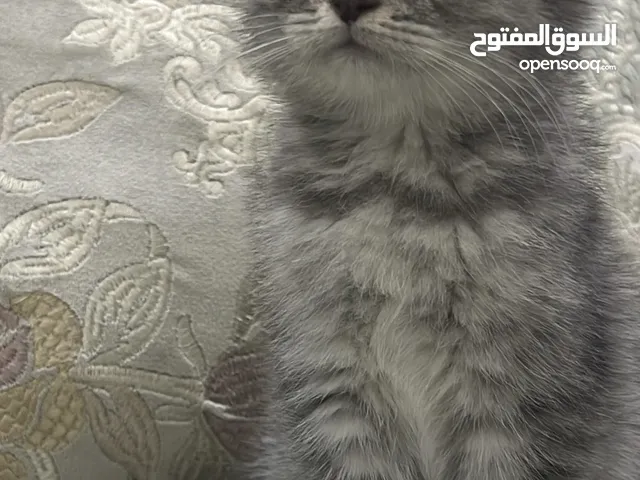 Kitten scottish fold كيتن سكوتش فولد