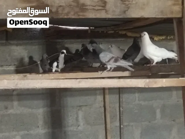 حمام للبيع اقرأ الوصف
