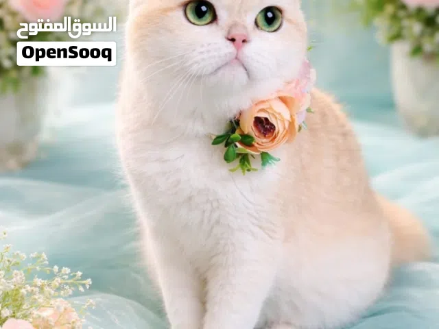 دلوعه . انثى العمر 4 سنوات