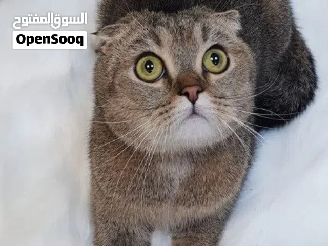 قط ذكر سكوتش فولد