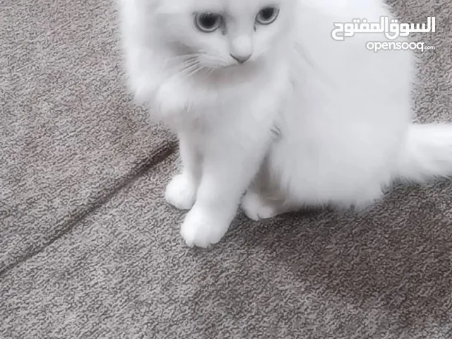 قطه للبيع العمر 4اشهر نظيفه مابيه اي مرض