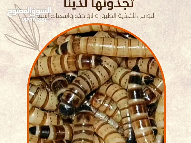 ميل ورم حي و سوبر ورم حي Melworms alive & Superworms alive
