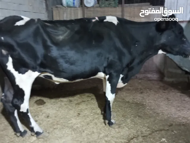 السلام عليكم هايش استراليه عاليه للبيع