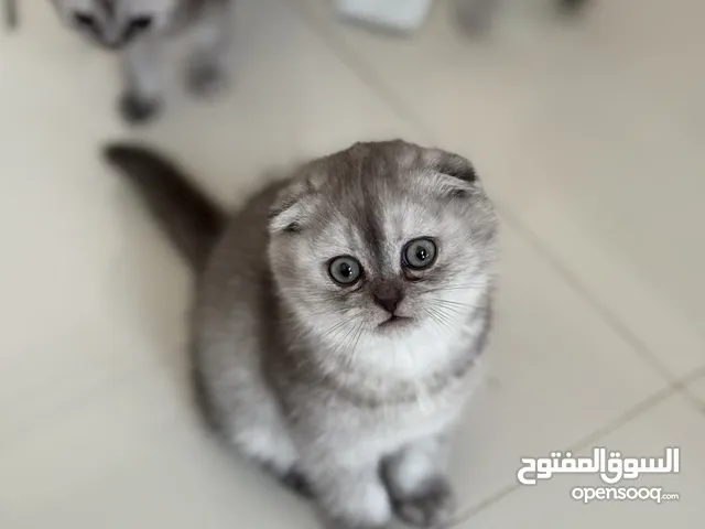 كيتن سكوتش فولد بيور من ام و اب