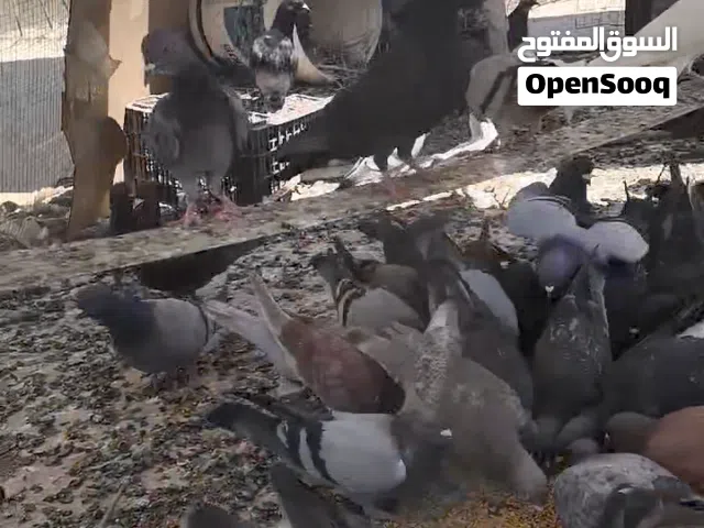35 جوز بلديات بسعر حرق  البيع كوم كامل