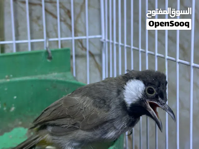 مخلف وحشي تبزير محميه جان اليف ونترك صار وحشي