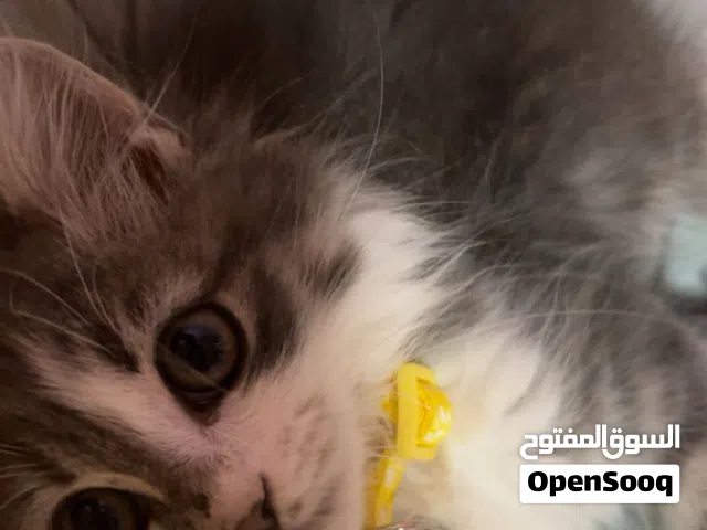 قط ذكر شيرازي شنشيلا بيع بسعر رمزي