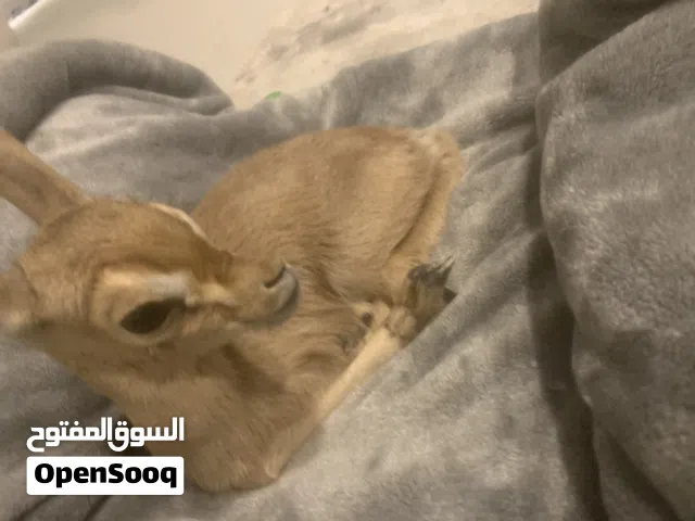 غزال للبيع صغيرة