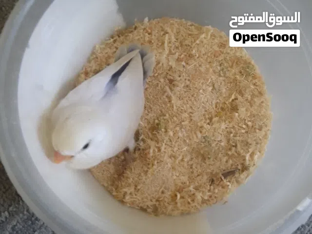 بركديلو بايد