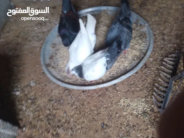 حمام نفاخ كما موضح في صوره