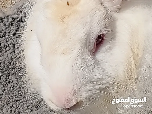 Rabbit white  الارانب الابيض البحريني. العيون احمر