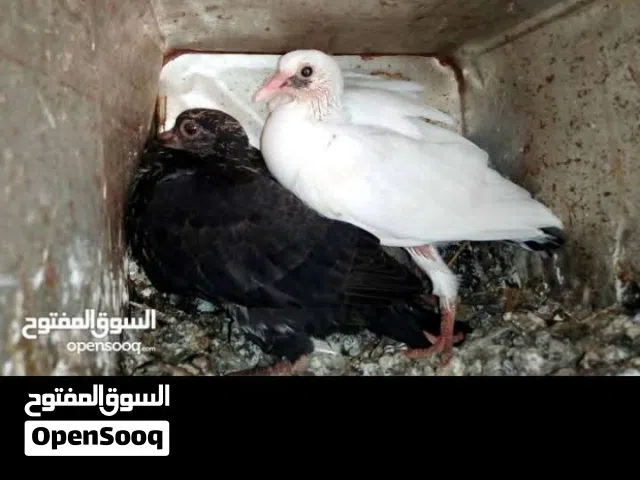 زغاليل طازجه مذبوبحه منظفه جاهزه للطبخ