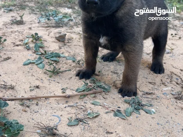 متاح زوز جراوي مالينواء