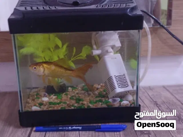 حوض سمك بالسمكة والفلتر