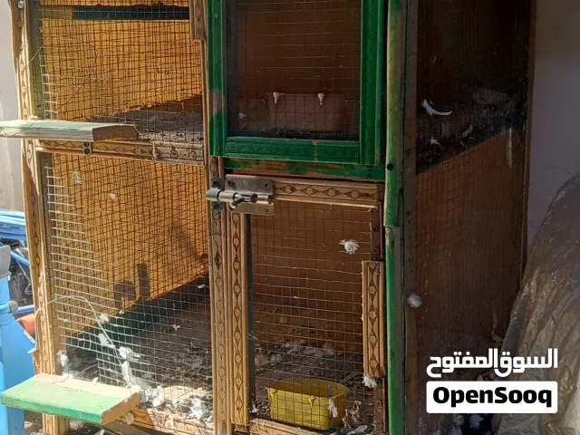 خانات مع طيور