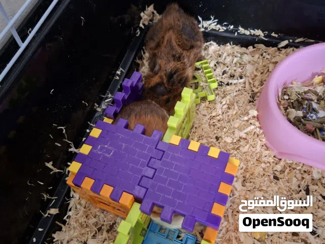 Guinea pig - pair
