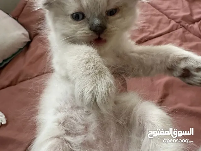قطط هملايه شوكلت للبيع