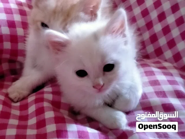 قط ولد شيرازي بيور للبيع عنده 45 يوم