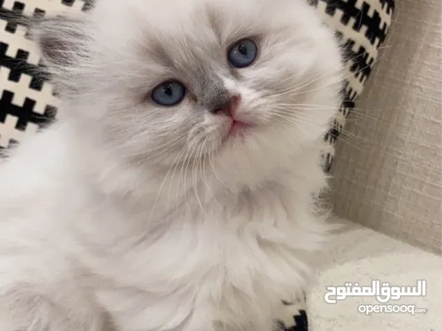 قطط راغدول بيورRagdoll bur الدب القط من اجمل القطط واضخمها الوان مختلفة ومنوعة عمر صغير مع اغراضها