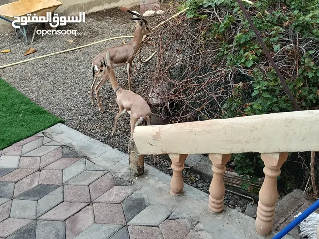غزلان ذكور2 اليفات وفيهن تصريح من البيه