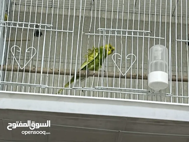 شوف الوصف مهم كلشي بي