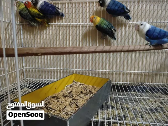 طفرات فيشر حجل بلدي