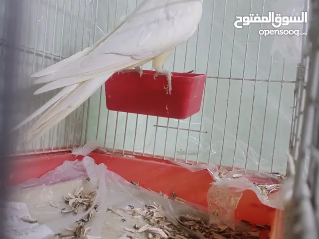 ذكر كوكتيل لاتينو ثوب كامل حجم جامبو عمر سنتين ونصف نصف أليف يصفر تصفيرات كتيرة جاهز للتزاوج