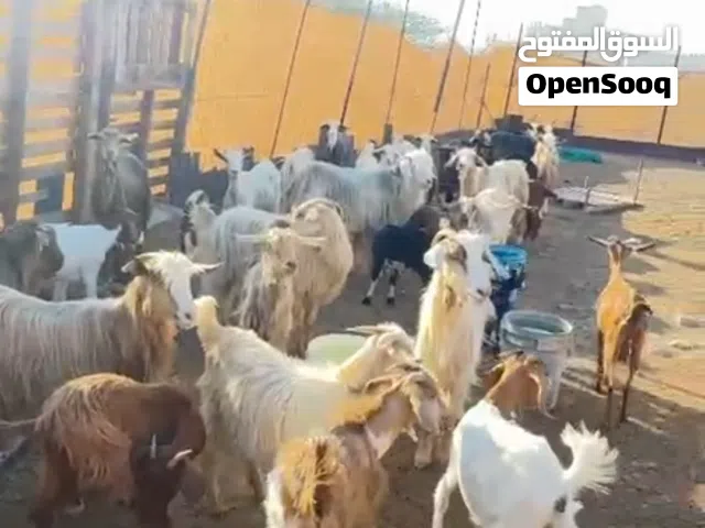 للبيع زرب اغنام فيهن الحلال الجامودي وتيس من حلال الرحوب اصل وشي هجين من البورقوت