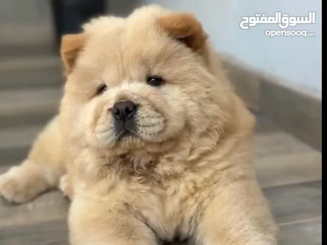 كلب شاوشاو