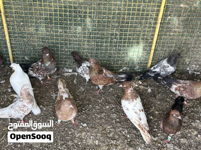 للبيع حمام كلاي هندي اقرا الوصف