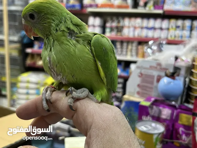 فراخ درة فخر الإنتاج الأردني سوبر جامبو نخب أول تابع الوصف عرض خاص جدا تم التخفيض من 65 إلى 55